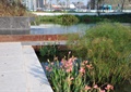 滨水景观,花卉植物,水生植物,台阶