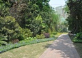 园路景观,地面铺装,草坪,花卉植物,常绿乔木