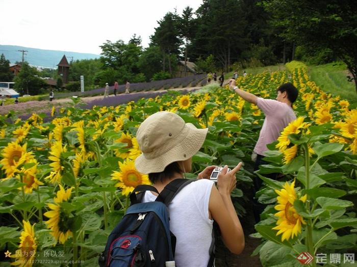 花卉,花田向日葵