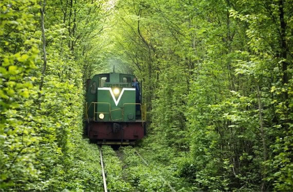 林荫轨道景观,火车,常绿小乔木