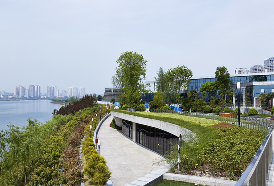 滨水公园,景观植物
