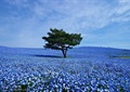 花卉植物,蓝色花卉,蓝色花海,乔木
