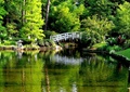 滨水景观,水塘,园桥,绿植