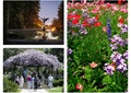 花架,喷泉水景,景观植物,小花