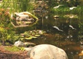 水池,景石石头,水生植物