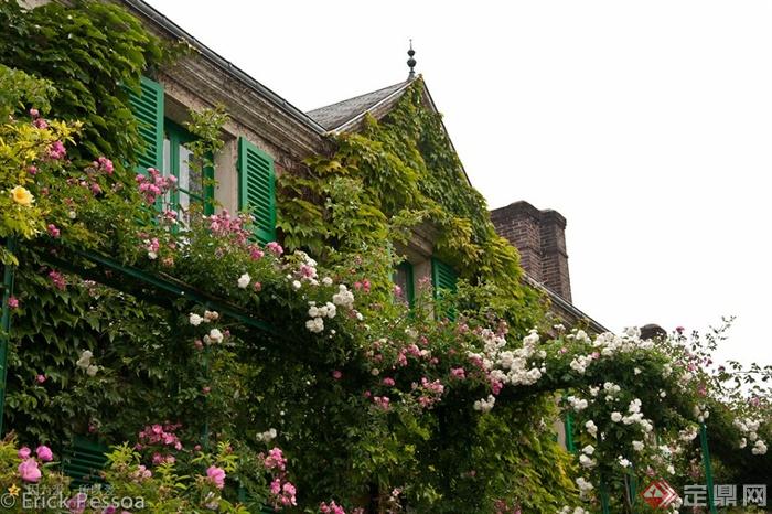 花架,植物墙,垂直绿化蔷薇