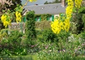 植物墙,垂直绿化,花园景观