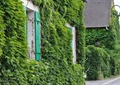 植物墙,绿化墙,垂直绿化
