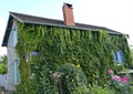 植物墙,绿植,垂直绿化
