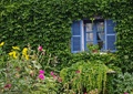 植物墙,垂直绿化,小花,绿植,窗户
