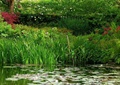 水景,水生植物,草本植物,乔木