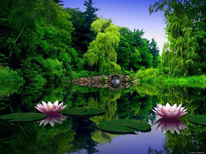 荷花塘,园桥,景观植物,水生植物睡莲