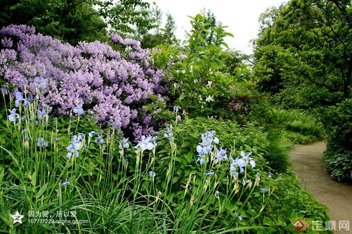 花园,植物造景,园路景观,庭院紫藤
