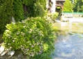 植物墙,垂直绿化,景观植物,水塘