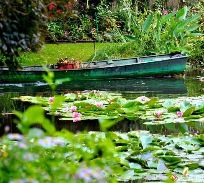 荷花池,池塘,水生植物睡莲