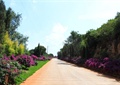 道路,花卉植物,草坪,植物墙