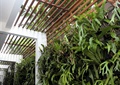 植物墙,垂直绿化,蕨类植物,廊架