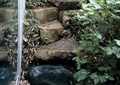 台阶,台阶水景,花池,植配设计