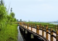 木桥,木栏杆,常绿乔木,沼泽水景