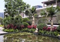 水池景观,水景雕塑,灌木植物