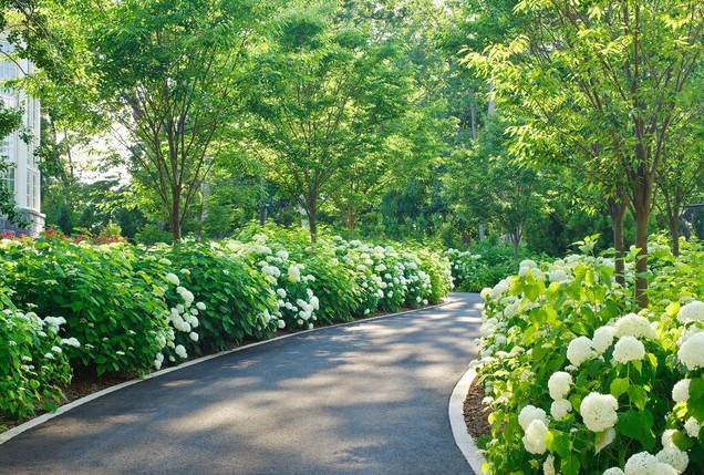 道路景观,观花植物,乔木绣线菊