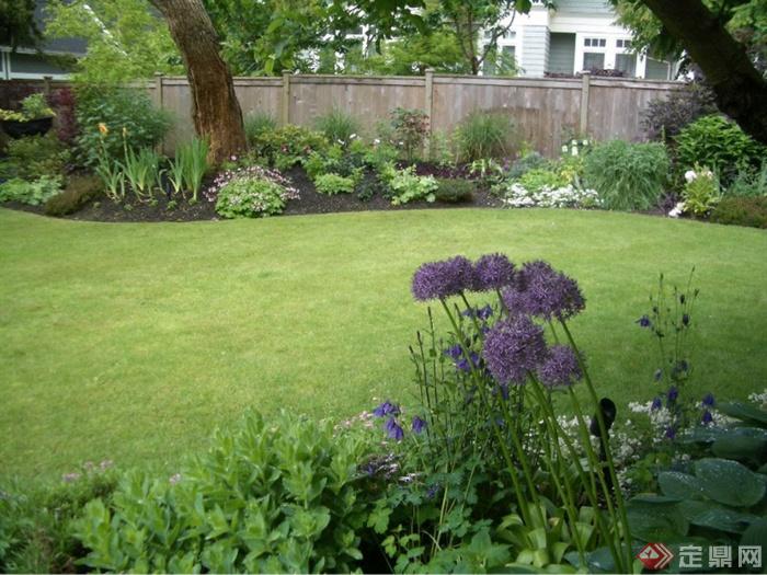 草坪,围墙,庭院花园大葱花,葱头花